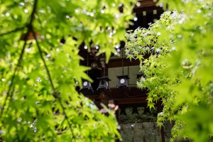 KIZ_9502